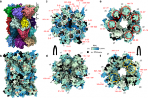 Conformational maps of human 20S proteasomes reveal PA28- and immuno-dependent inter-ring crosstalks