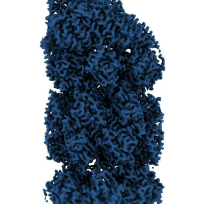The immune proteasome reveals a new aspect of its regulation