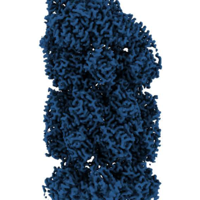 The immune proteasome reveals a new aspect of its regulation